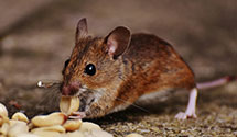 24 Hour & Emergency Exterminators in Trabuco Canyon, CA